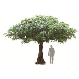 シルクの黒オリーブの木